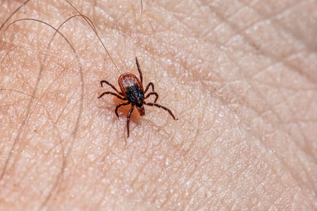 Detailed macro shot of a castor bean tick crawling on human skin, highlighting the insect's small size and potential danger.